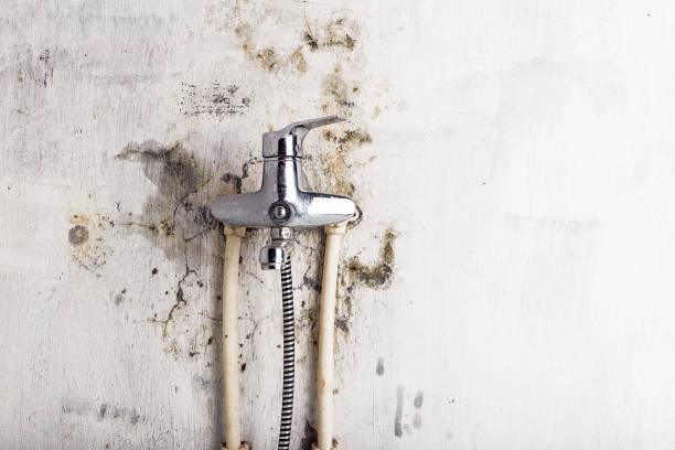 Best Kitchen Mold Remediation in East Moriches, NY