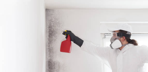 Best Attic Mold Remediation in East Moriches, NY