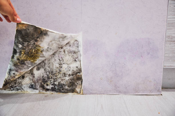 Best Residential Mold Remediation in East Moriches, NY